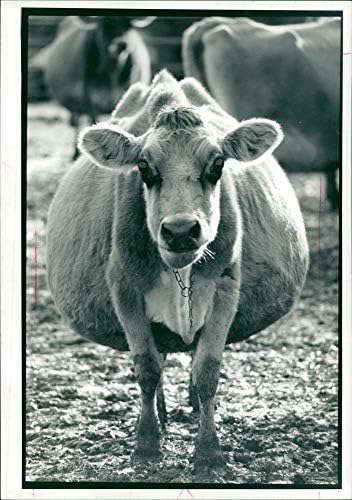 Sığırların vintage fotoğrafı: İnekler gübre böceklerini etkinleştirir